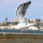 Traversata delle tre Americhe in moto – San Francisco 5