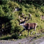 AnimaGuzzista Racconti Nordkapp 2004036_015